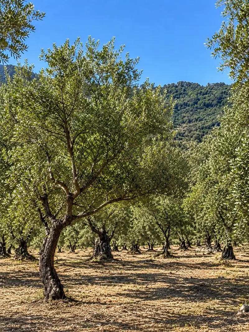Uliveto biologico Musto ad Acquavella con le colline del Cilento